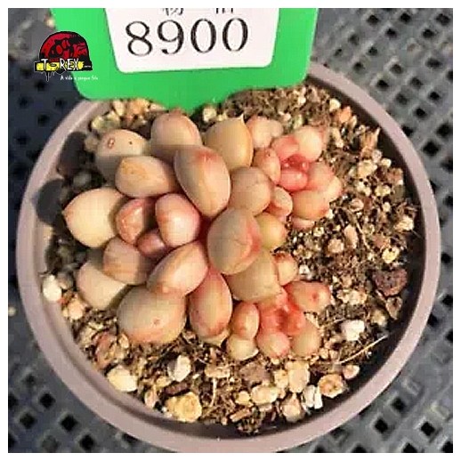 muda de suculenta rara