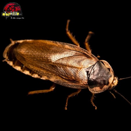 Barata palida alimento vivo para répteis