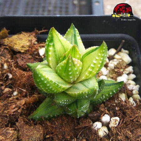 comprar suculenta rara