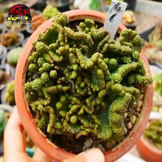 comprar suculenta rara