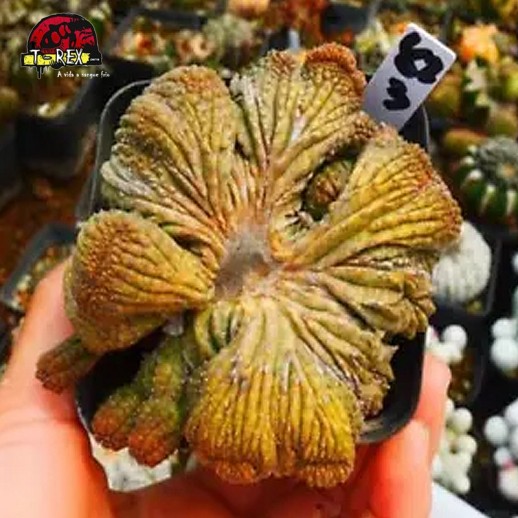 Muda De Suculenta Gancho