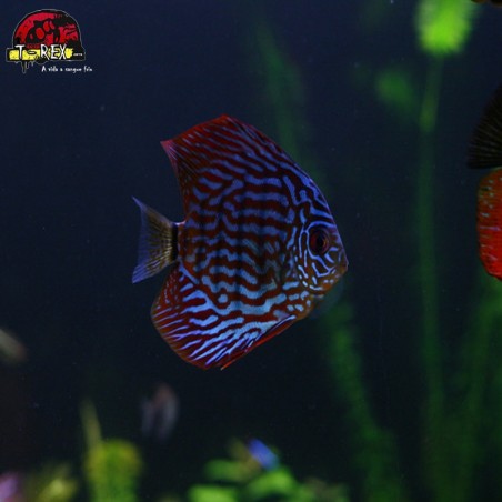 venda de peixe acara disco