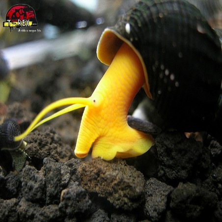 comprar caramujo tylomelania amarelo