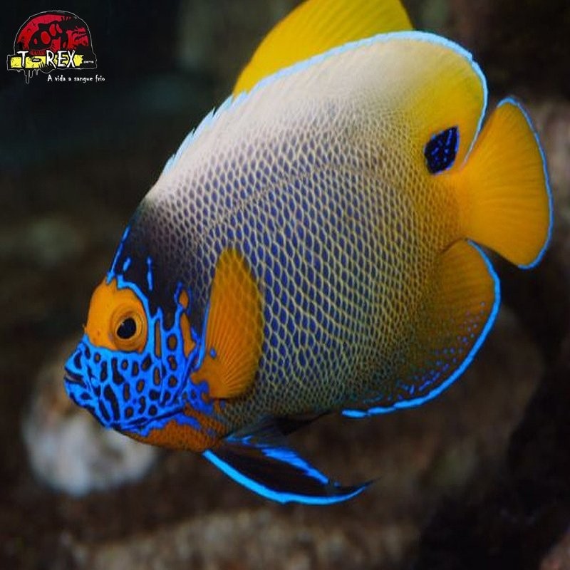 comprar peixes de água salgada