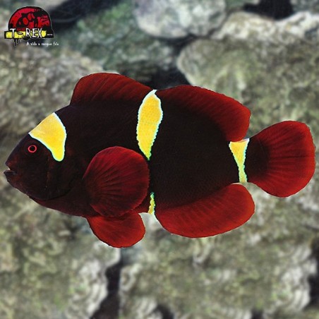 comprar peixes de água salgada