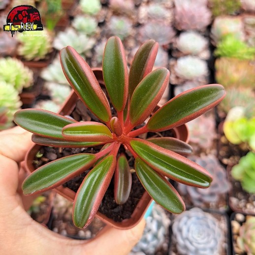 Muda De Suculenta Peperomia...
