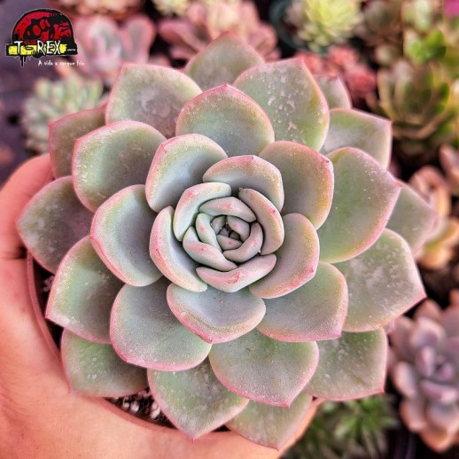 Muda De Suculenta Echeveria...
