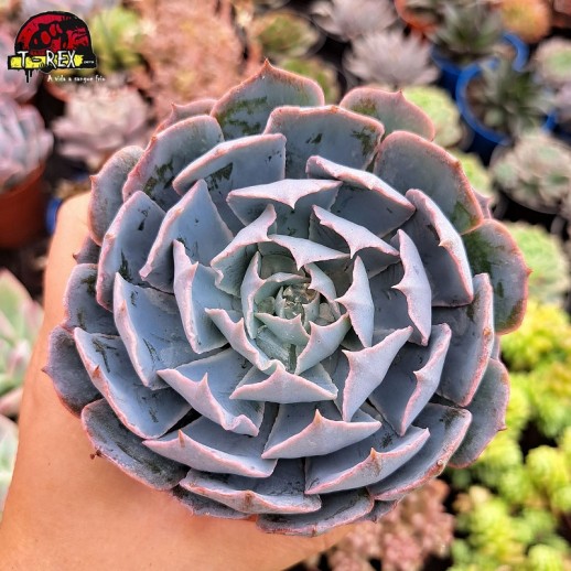 Muda De Suculenta Echeveria...