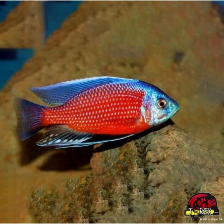 KANDANGO 2 A 3 cm