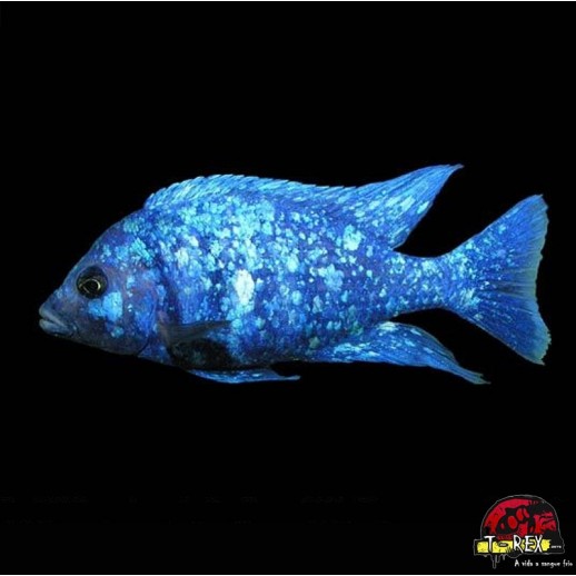peixe ciclideo africano