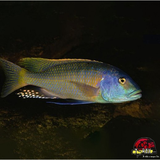 BUCCOCHROMIS LEPTURUS