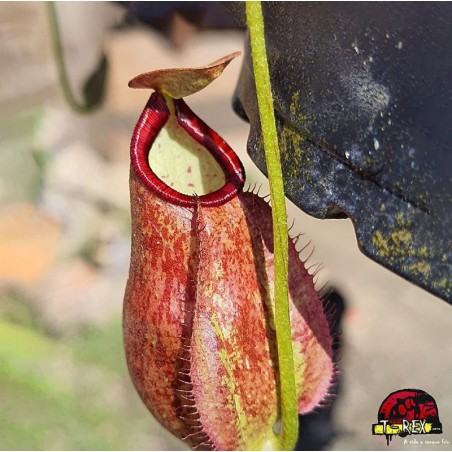 muda de planta carnívora  Nepenthes