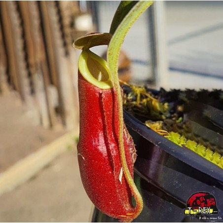 planta carnívora Nepenthes Mirabilis Wing x Ampullaria Black