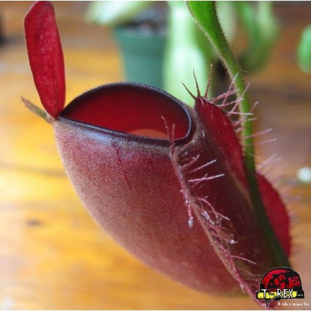 planta carnívora Nepenthes Ampullaria Black Miracle