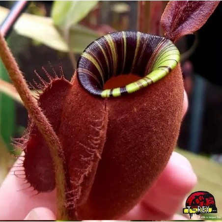 Planta Carnívora Nepenthes Viking x Ampullaria