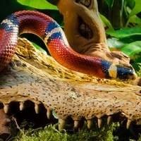 Tocas | Esconderijos