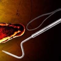 Alimentação | Manejo