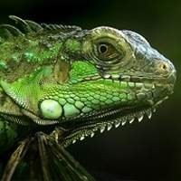 Iguana Legalizada