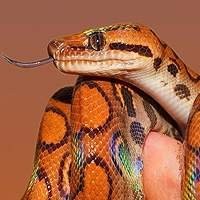 Venda de Cobras Jiboias Arco-íris Legalizadas | Criadouro de Répteis