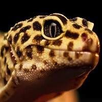 Leopard Gecko Legalizado