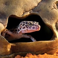 Toca para Répteis | Leopard Gecko, Jabuti, Pogona e mais – T-Rex Pets